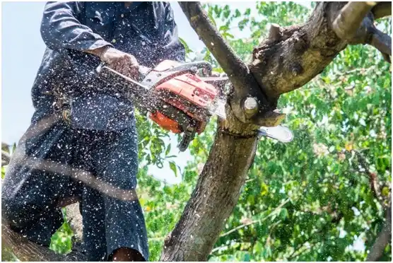 tree services Dunes City
